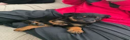 Rottweiler dogs for sale: Little girl looking for her forever home  - Advert 9