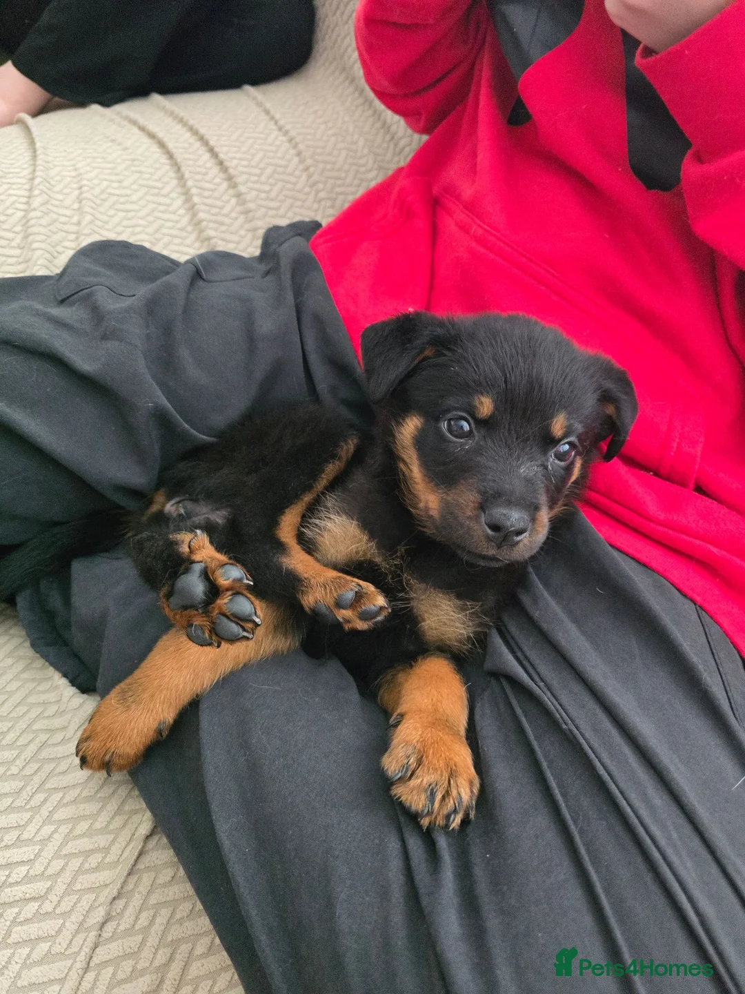 Rottweiler dogs for sale: Little girl looking for her forever home  - Advert 9