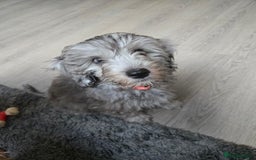 Cockapoo dogs for sale: ✨️ Cockapoo girl available now ✨️ - Image 1