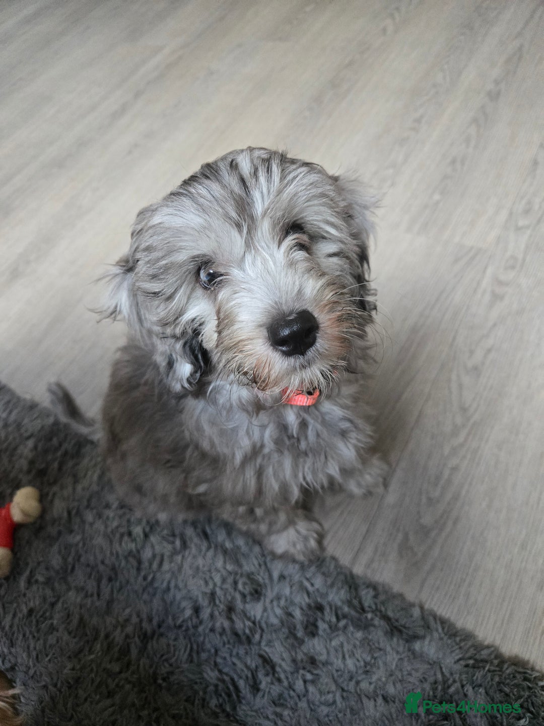 Cockapoo dogs for sale: ✨️ Cockapoo girl available now ✨️ - Image 1