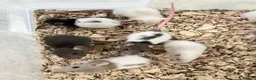 Rat rodents for sale: Baby Rats ready 22nd Aug (males and females) in Ashford - Advert 4