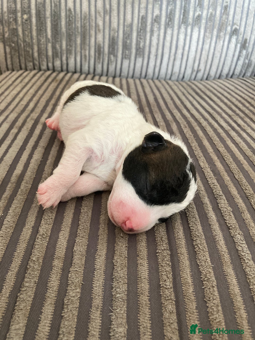 Jackapoo dogs for sale: @@GORGEOUS JACKAPOO PUPPIES@@ - Image 12