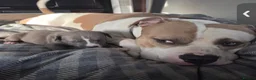 Mixed Breed dogs for sale: American cors in Fleetwood - Advert 9