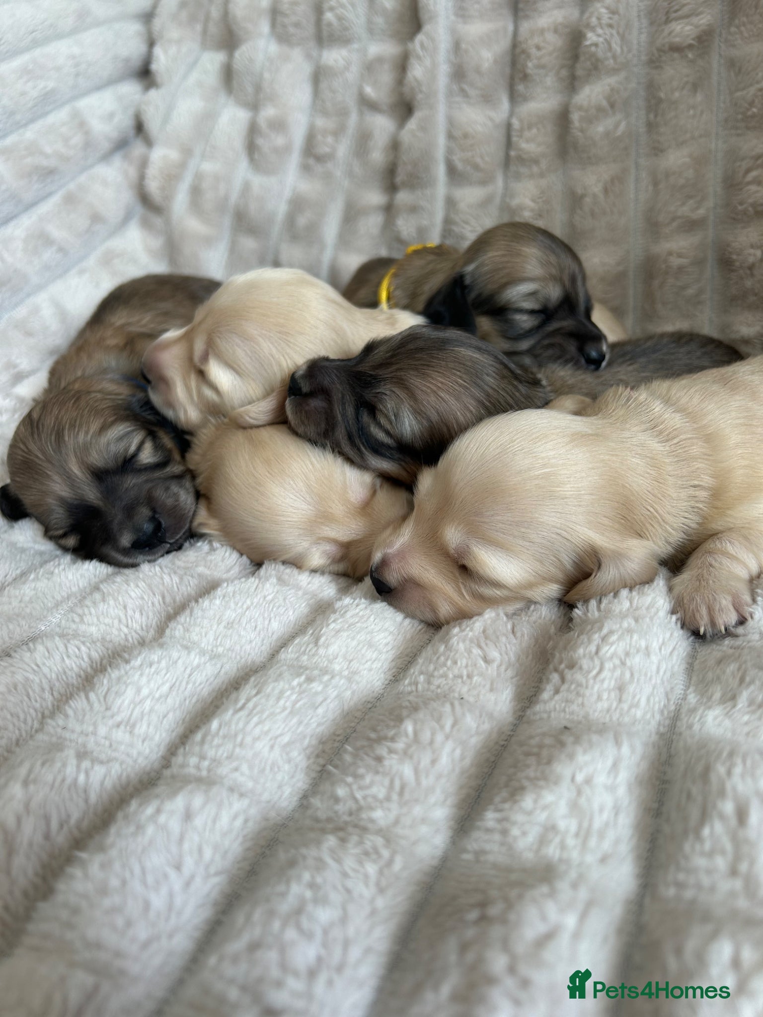 Miniature Dachshund dogs Stunning Champion Cream Miniature Dachshunds!  - Advert 1