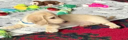 Miniature Dachshund dogs for sale: Cream long haired kc ready to go now - Advert 5