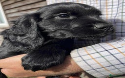 Sprocker dogs for sale: Beautiful Litter of Sprocker Spaniel Puppies - Image 4