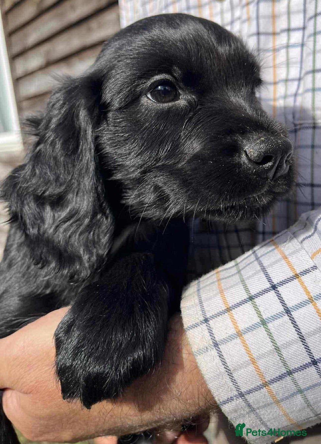 Sprocker dogs for sale: Beautiful Litter of Sprocker Spaniel Puppies - Image 4