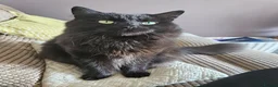 Mixed Breed cats for sale: Free to good home- Domestic Mixed Breed Longhaired in Pentraeth - Advert 1