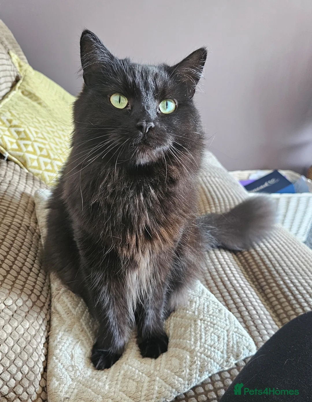Mixed Breed cats for sale: Free to good home- Domestic Mixed Breed Longhaired in Pentraeth - Advert 1
