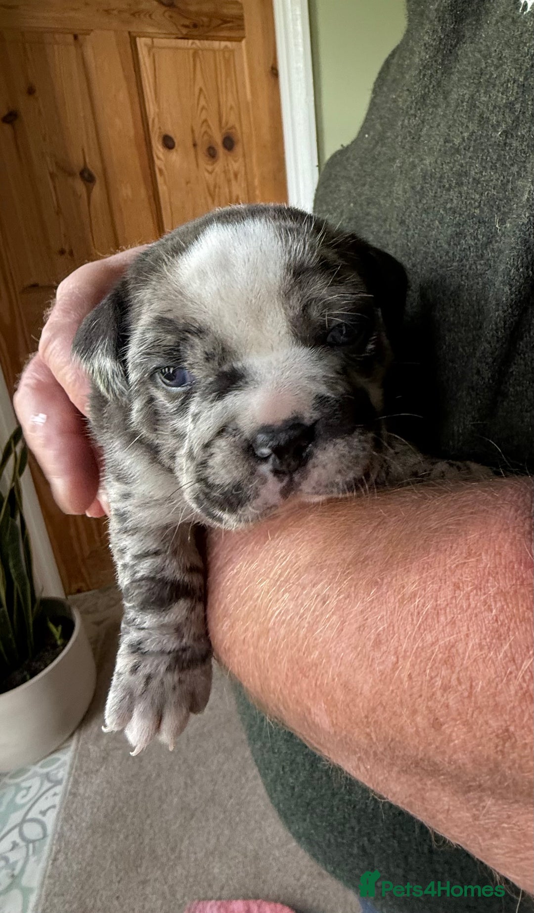 Mixed Breed dogs for sale: Cute Olde English Bulldog & Pug/Frenchie 4 sale - Image 21