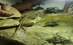 Lizard reptiles for sale: Trio butterfly agamas - Image 3