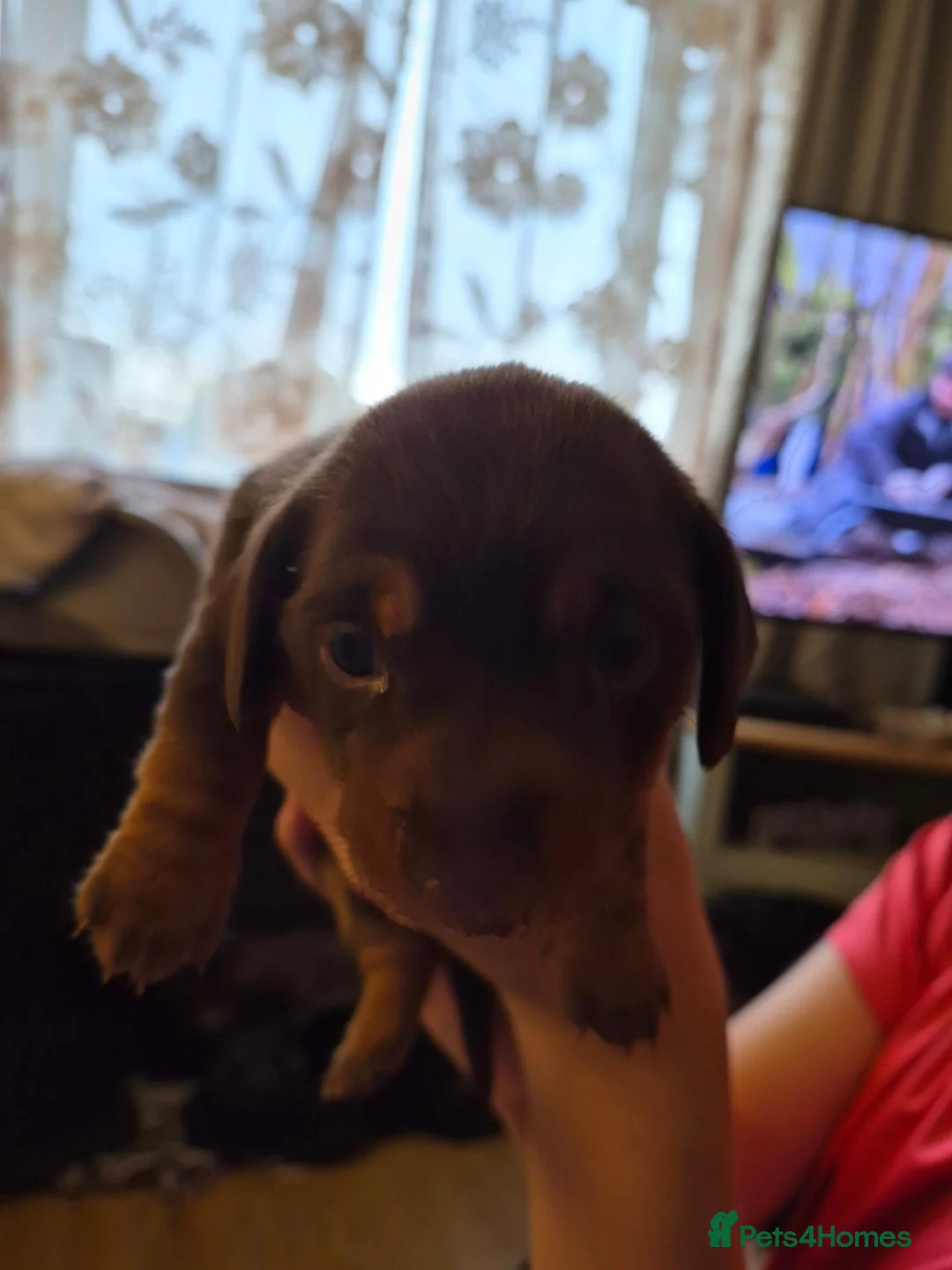 Miniature Dachshund dogs for sale: Beautiful Miniature Dachshunds in Cardigan - Advert 1