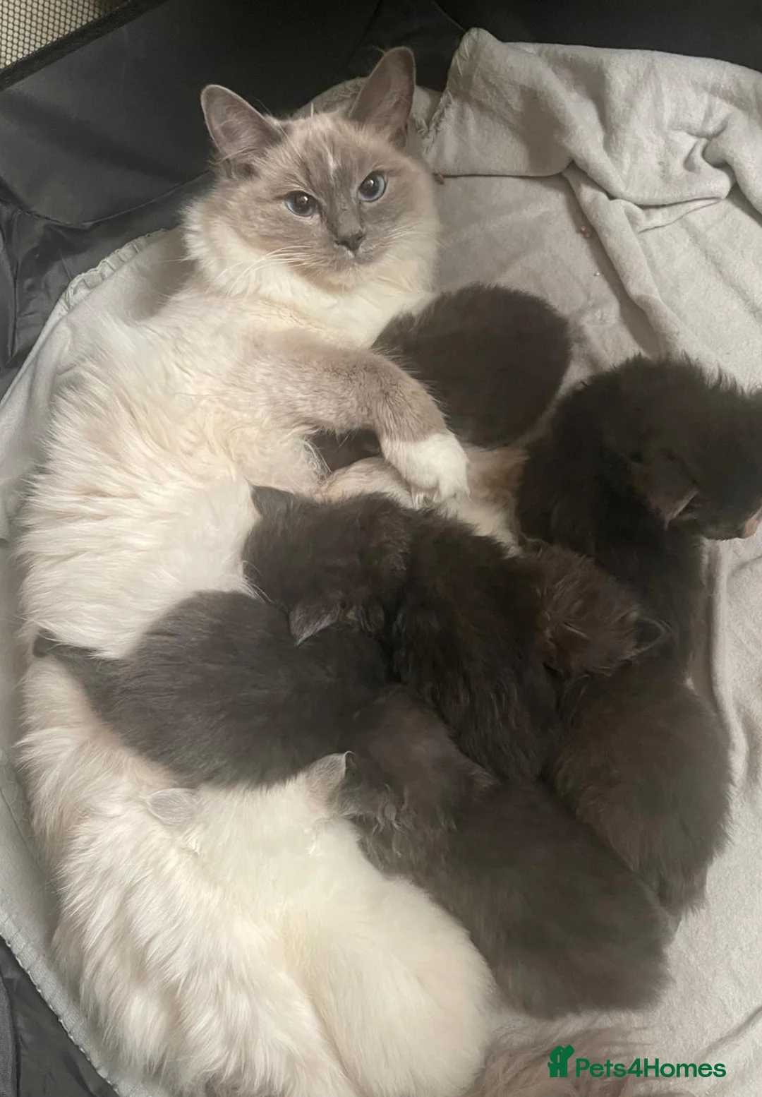 Mixed Breed cats for sale: Maine Coon Ragdoll Kittens leave 8th of may  in Motherwell - Advert 9