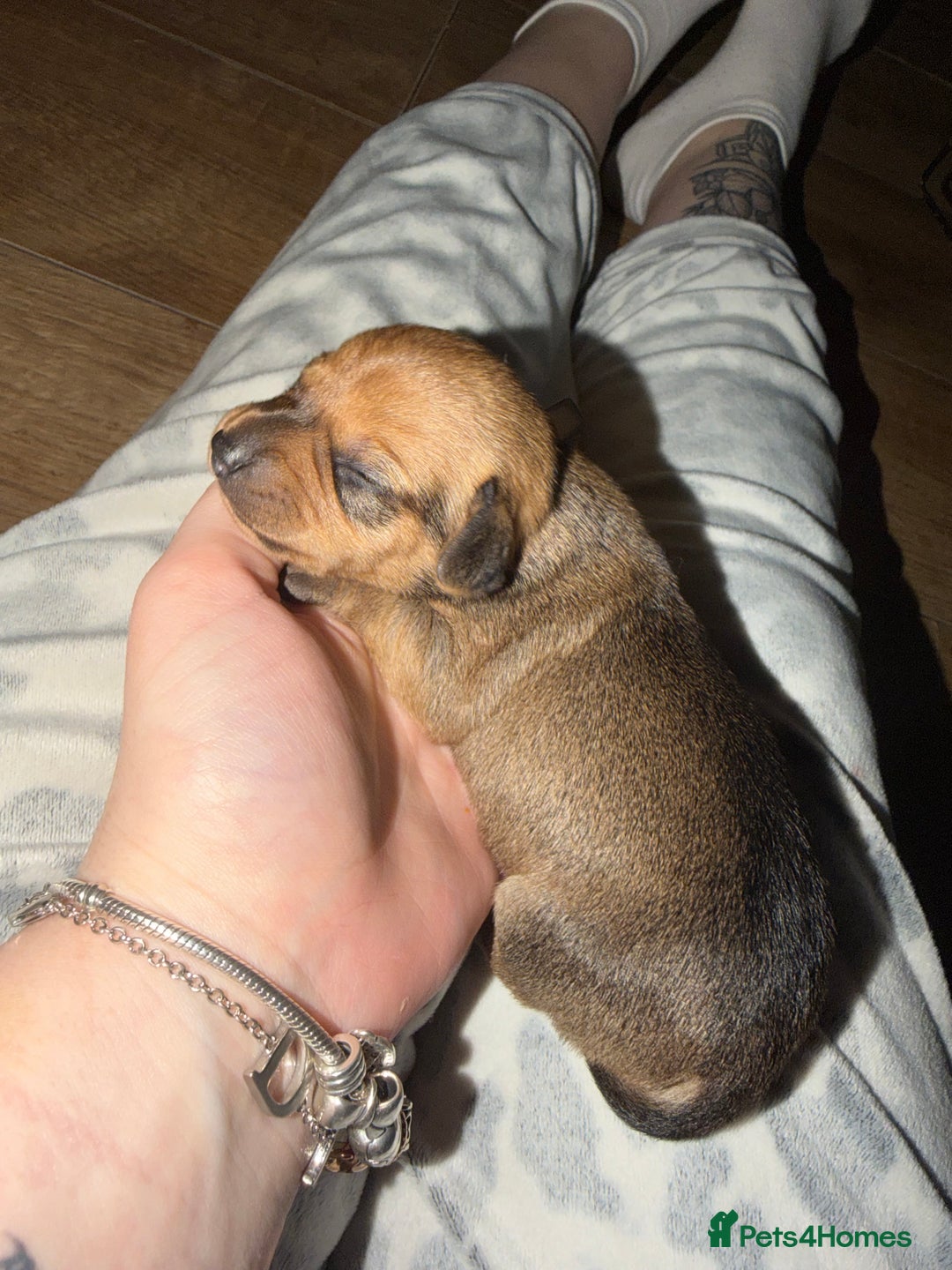 Chiweenie dogs for sale: Chiweenies  - Advert 11