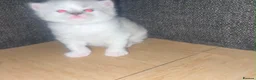 Ragdoll cats for sale: Beautiful Ragdoll Kittens - Advert 3