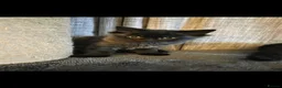 Mixed Breed cats for sale: 2 gorgeous female kittens - Advert 3
