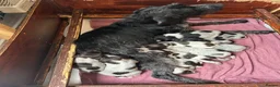 German Wirehaired Pointer dogs for sale: German Wirehaired Pointer Puppies - Advert 13