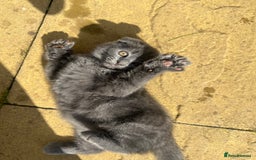 Scottish Fold cats for sale: Scottish-fold Kittens   - Image 12