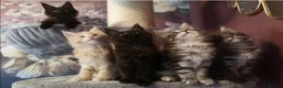Maine Coon cats for sale: TICA reg HEALTH CHECKED Maine Coons - Advert 10