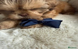 Shih Tzu dogs for sale: 4 imperial shih Tzu beautiful boys  - Image 6