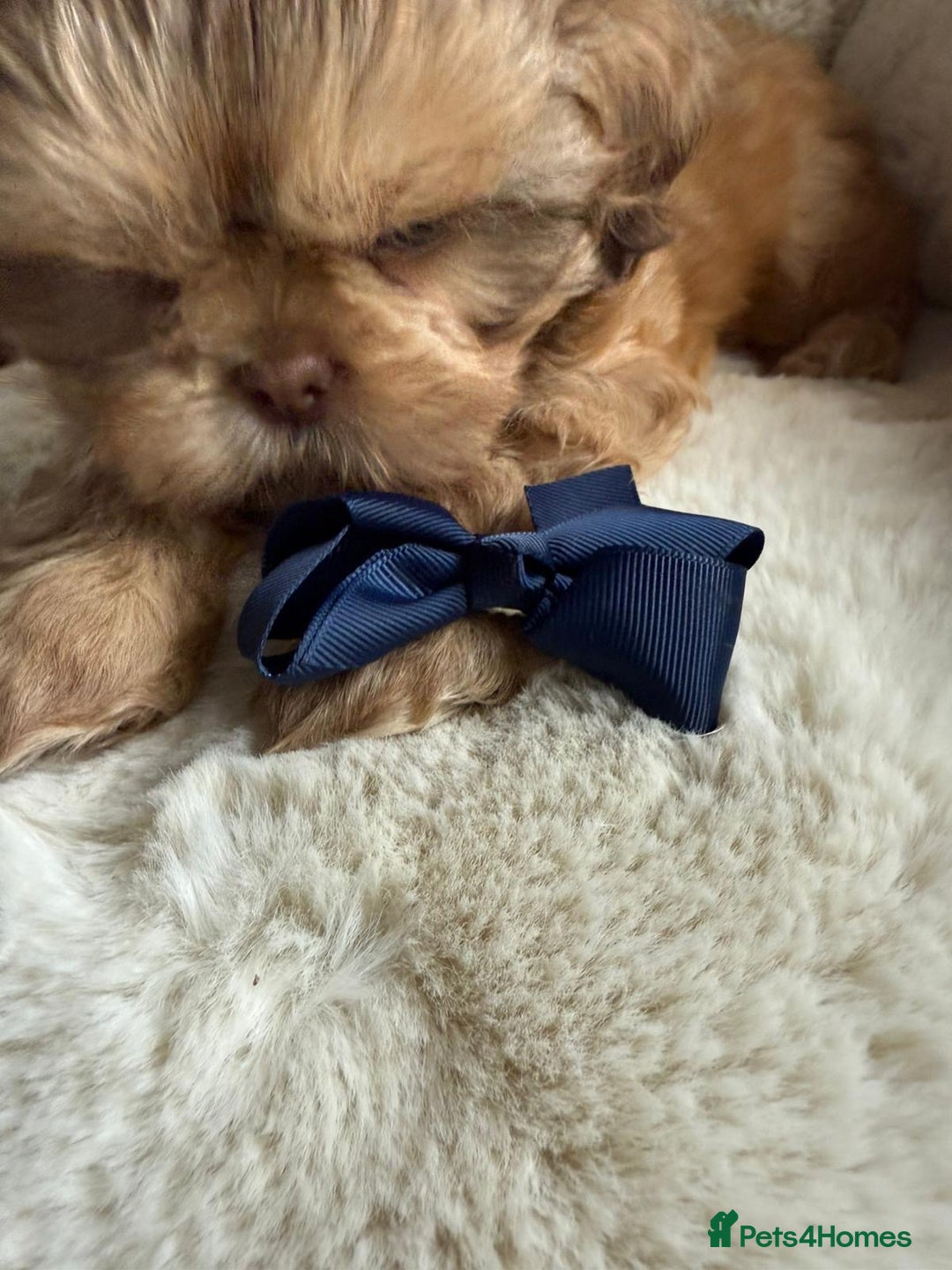 Shih Tzu dogs for sale: 4 imperial shih Tzu beautiful boys  - Image 6