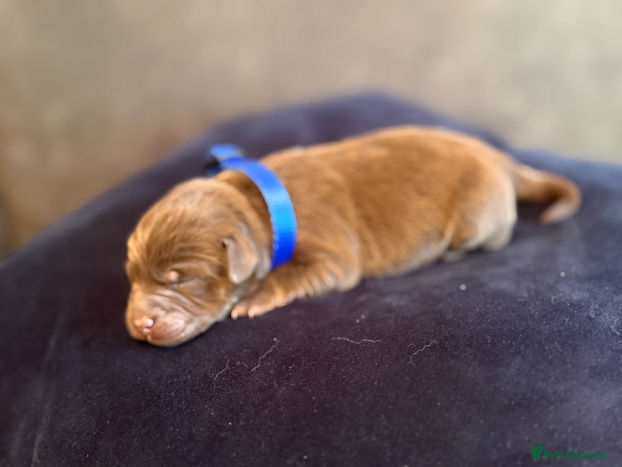 Labradoodle dogs 🐾 Rare Merle Labradoodles Ready This Summer! 🐾 - Advert 2