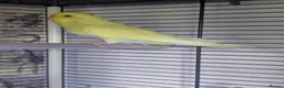 Budgerigars birds for sale: Three 8 month old budgies in Shipley - Advert 3