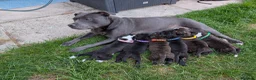 Staffordshire Bull Terrier dogs for sale: Stunning Brindle & White Staffy Pups - Advert 6