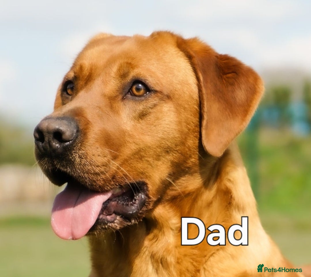 Labrador Retriever dogs for sale: KC reg Lab Retriever puppies ready 4th Oct - Image 3