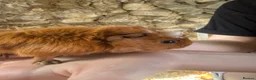 Guinea Pig rodents for sale: Gorgeous guineas available May - Advert 2