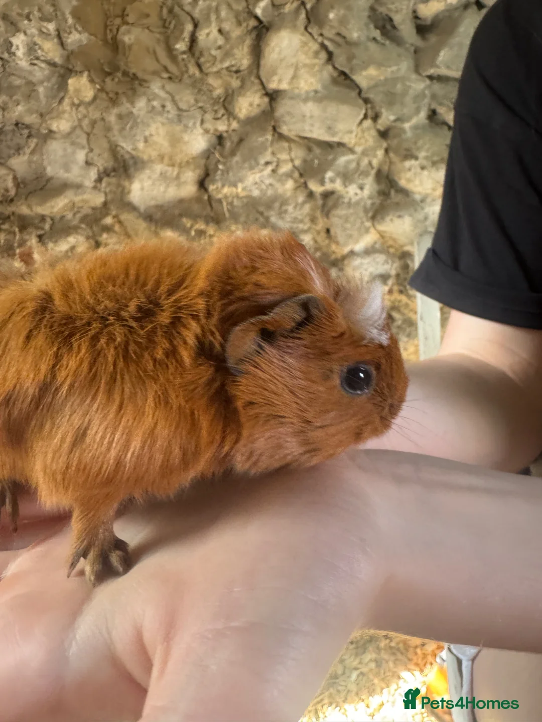 Guinea Pig rodents for sale: Gorgeous guineas available May - Advert 2