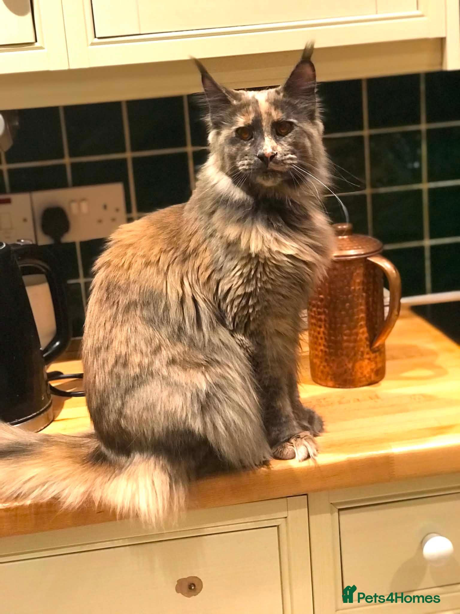Maine Coon cats POLYDACTYL MAINE COON KITTENS - Advert 2