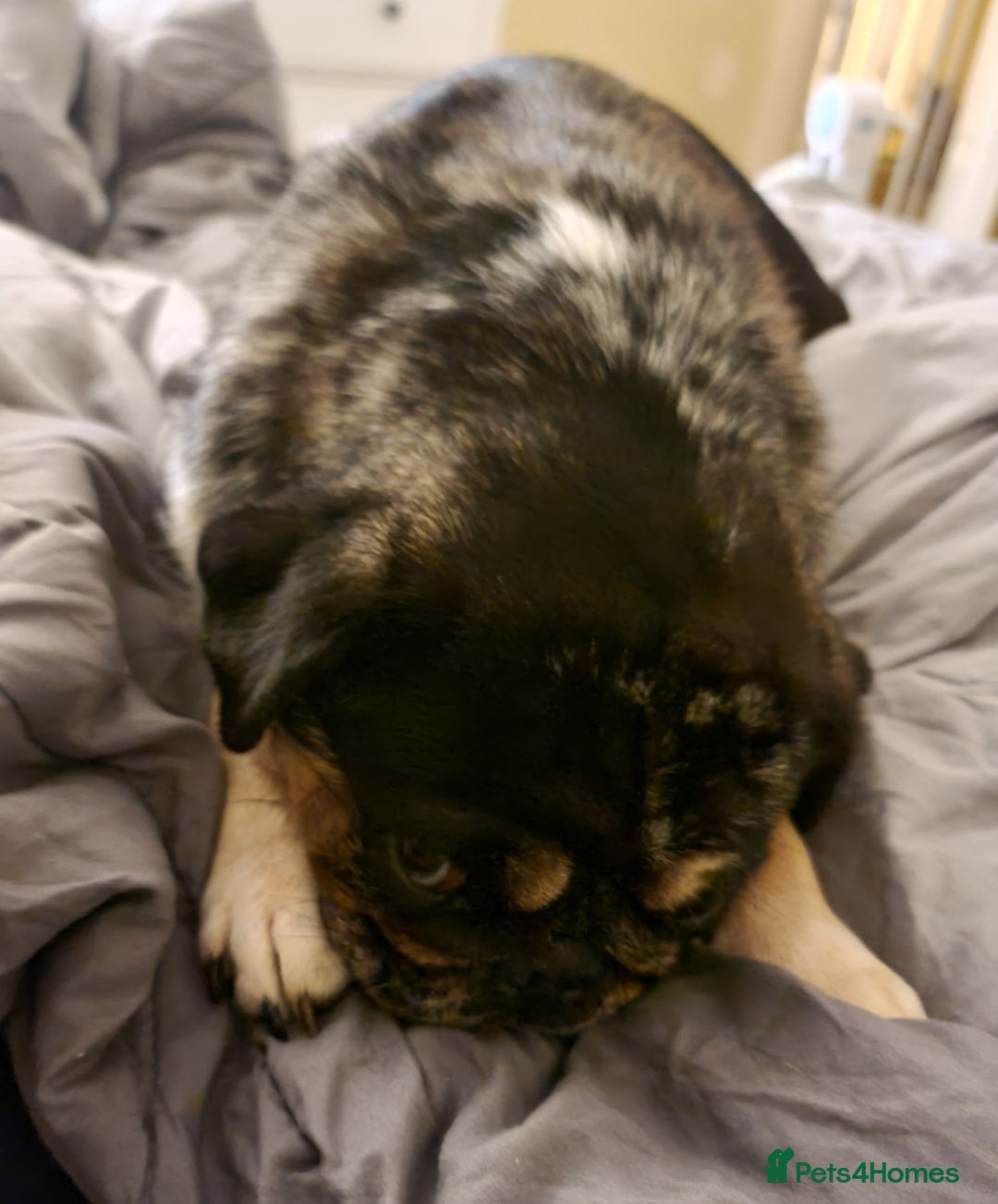 Pug dogs for sale: Pretty Merle Pug - Image 3