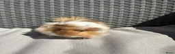 Guinea Pig rodents for sale: Very handsome baby long haired guinea pigs. - Advert 8