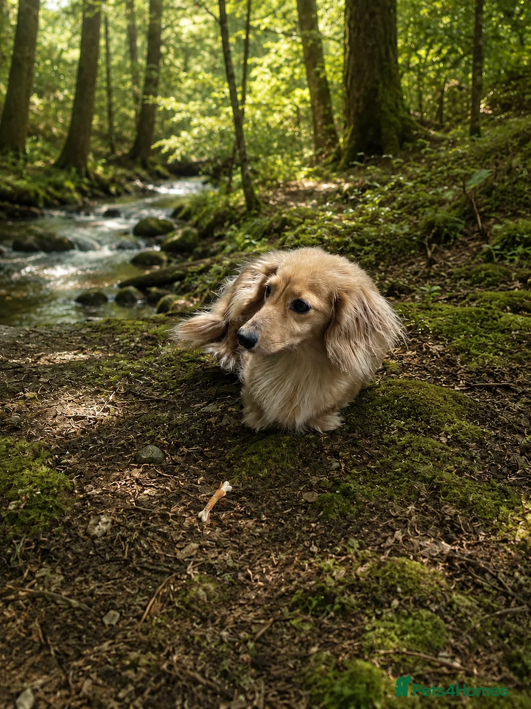 Dachshund dogs for sale: Dashound miniture long haired  in Fareham - Advert 1