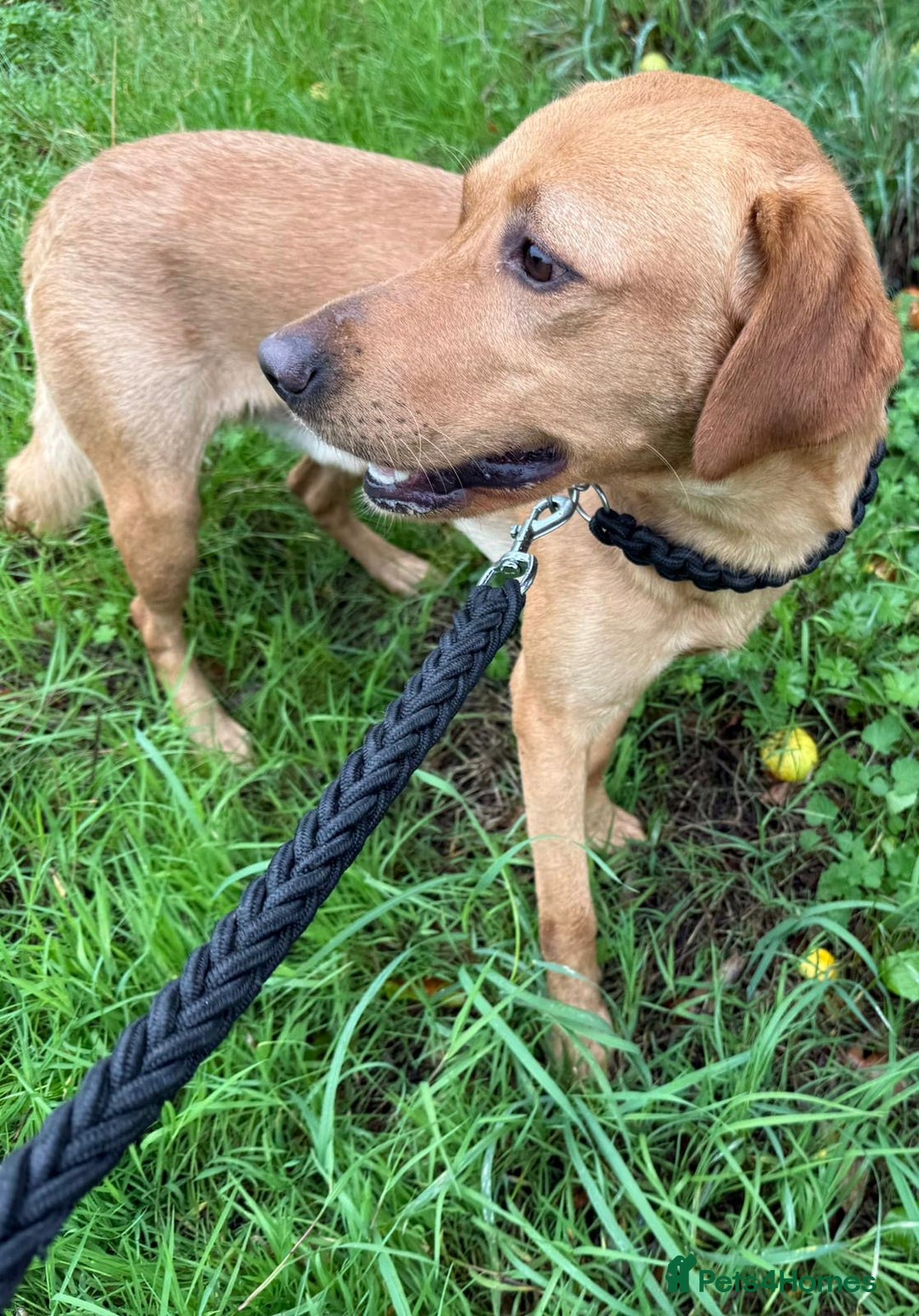 Labrador Retriever dogs for adoption: Barney * Labrador * 240993 - Image 2