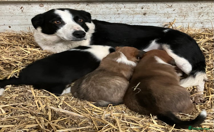 Border Collie dogs Five beautiful well grown Border Collie pups - Advert 1