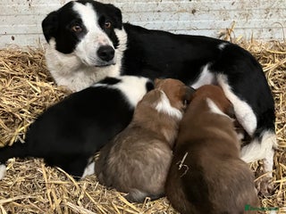 Border Collie dogs Five beautiful well grown Border Collie pups - Advert 1