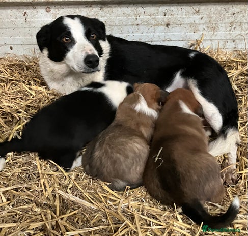 Border Collie dogs Five beautiful well grown Border Collie pups - Advert 1