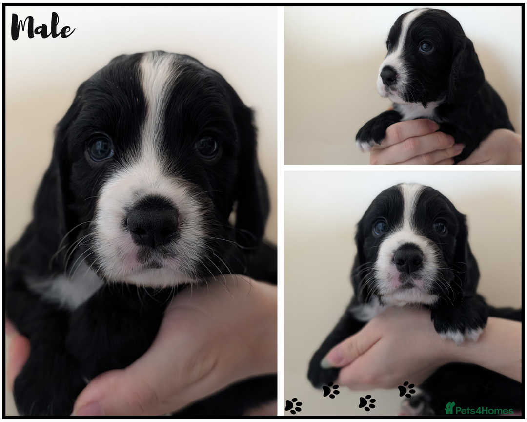 Cocker Spaniel dogs for sale: 🐾KC Reg- Working Cocker Spaniel DNA Tested 🧬 - Image 6