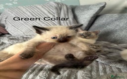 Ragdoll cats for sale: Gorgeous male ragdoll kittens  - Image 7