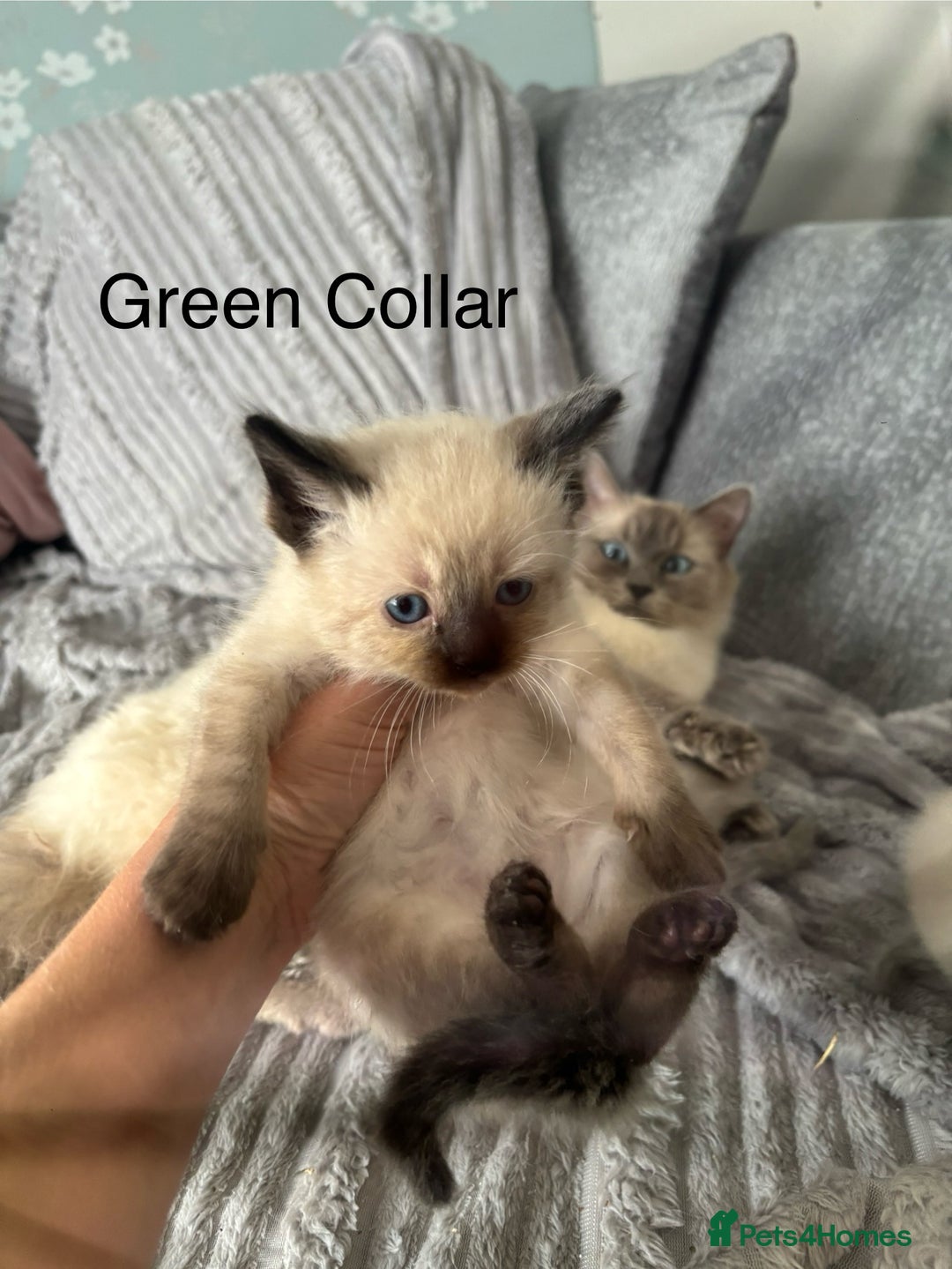 Ragdoll cats for sale: Gorgeous male ragdoll kittens  - Image 7