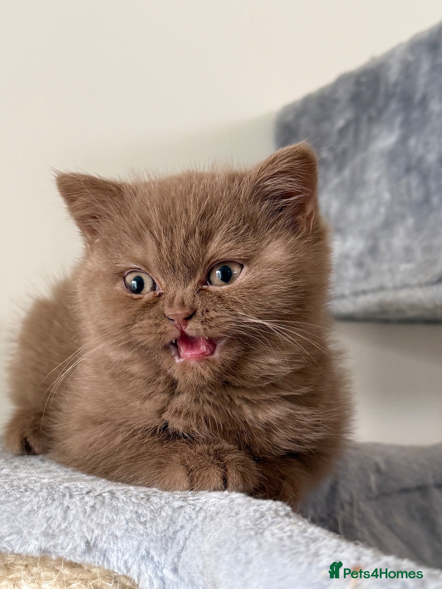 British Shorthair cats Stunning cinnamon British shorthair  - Advert 1