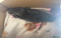 Chinchilla rodents for sale: male chinchilla - Image 7