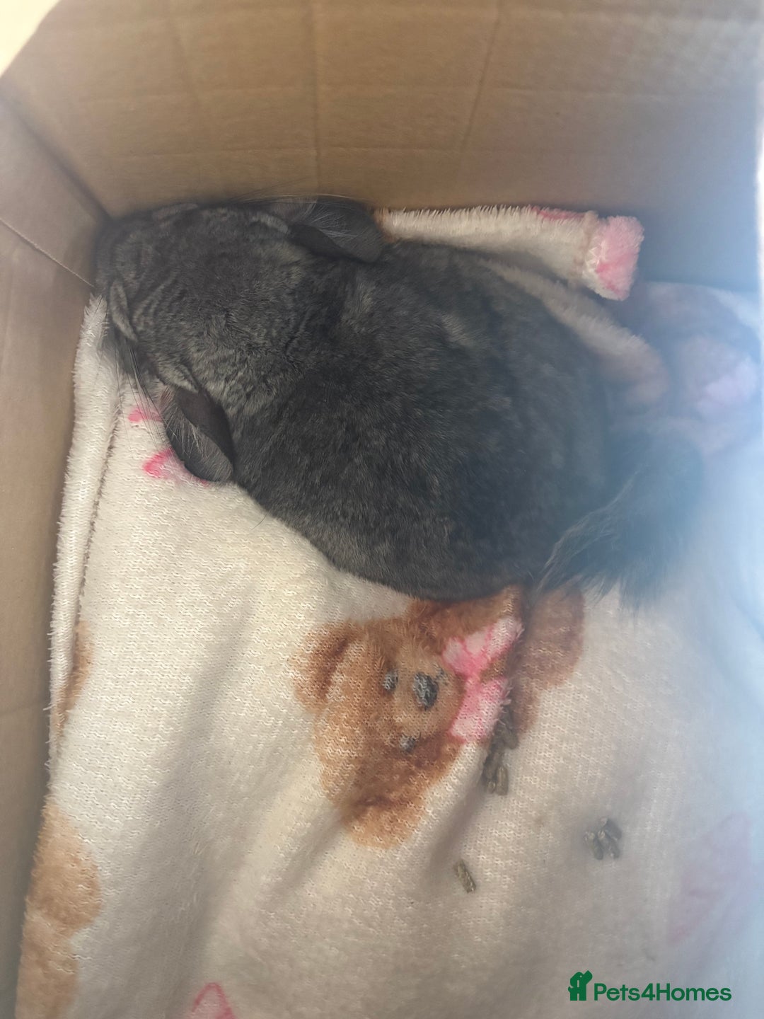 Chinchilla rodents for sale: male chinchilla - Image 7