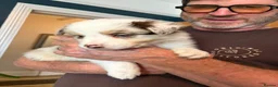 Border Collie dogs for sale: 2 male chocolate border collie puppies red Merle - Advert 12