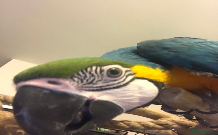 Macaws birds - Advert 2