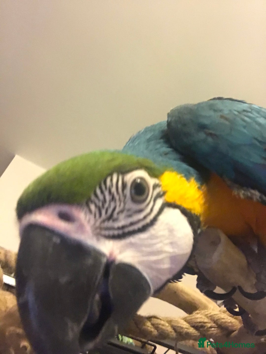 Macaws birds for sale: 6yr old Blue/Gold Wing Macaw  - Image 1