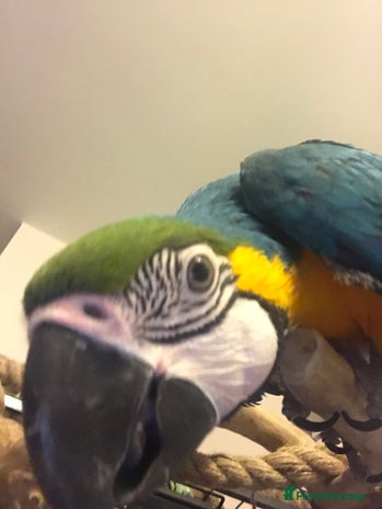 Macaws birds - Advert 2