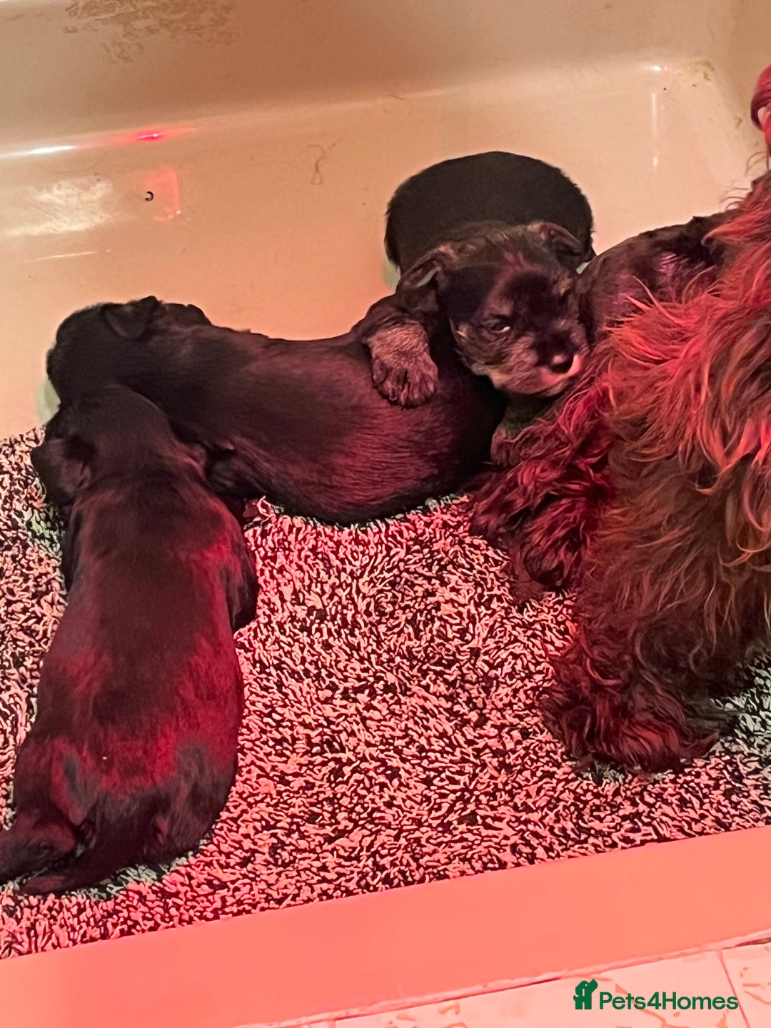 Miniature Schnauzer dogs for sale: Mini schnauzer puppies for sale  - Advert 6